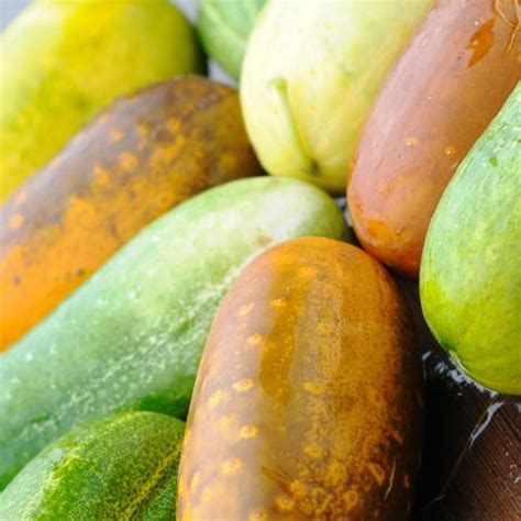 what to do with overripe cucumbers